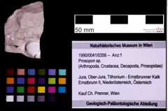 Foto (Objekt + Etiketten) von Prosopon sp. (NHMW-GEO-1990-0041-0356)